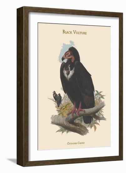 Octogyps Calvus - Black Vulture-John Gould-Framed Art Print