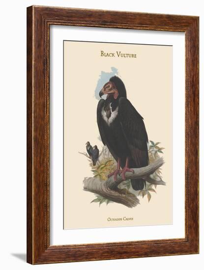 Octogyps Calvus - Black Vulture-John Gould-Framed Art Print