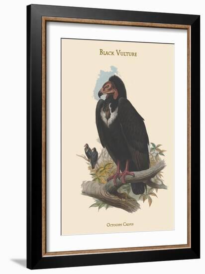 Octogyps Calvus - Black Vulture-John Gould-Framed Art Print
