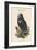 Octogyps Calvus - Black Vulture-John Gould-Framed Art Print