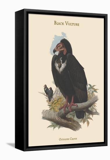 Octogyps Calvus - Black Vulture-John Gould-Framed Stretched Canvas