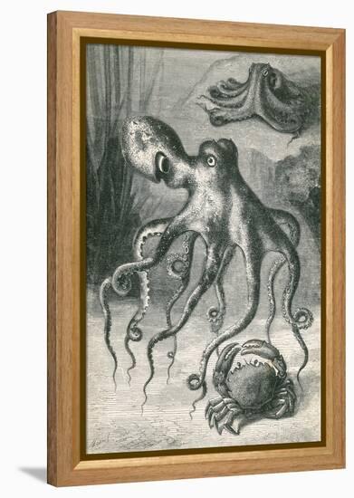 Octopi and Crab, 1833-Science Source-Framed Premier Image Canvas