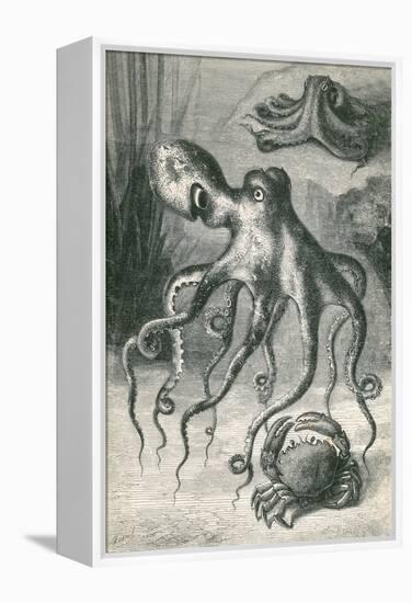 Octopi and Crab, 1833-Science Source-Framed Premier Image Canvas