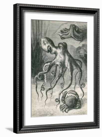 Octopi and Crab, 1833-Science Source-Framed Giclee Print