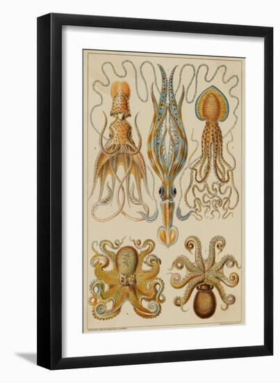 Octopods and Decapods-null-Framed Giclee Print