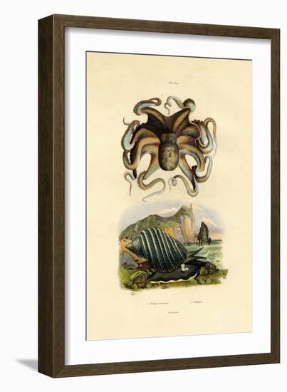 Octopus, 1833-39-null-Framed Giclee Print