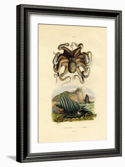 Octopus, 1833-39-null-Framed Giclee Print