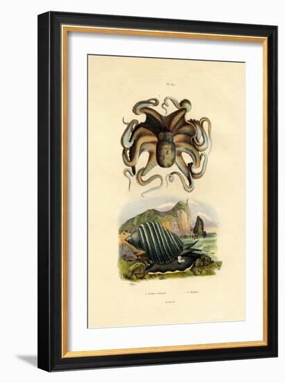 Octopus, 1833-39-null-Framed Giclee Print