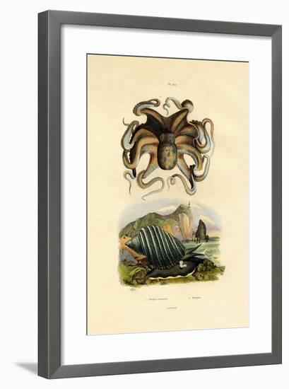 Octopus, 1833-39-null-Framed Giclee Print