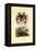 Octopus, 1833-39-null-Framed Premier Image Canvas