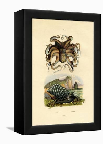 Octopus, 1833-39-null-Framed Premier Image Canvas