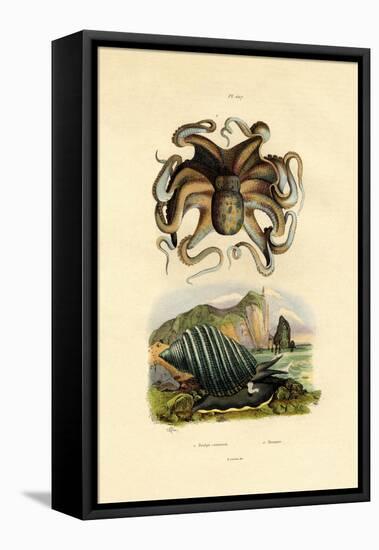 Octopus, 1833-39-null-Framed Premier Image Canvas