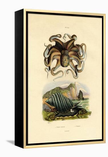 Octopus, 1833-39-null-Framed Premier Image Canvas