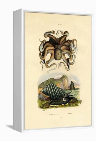 Octopus, 1833-39-null-Framed Premier Image Canvas