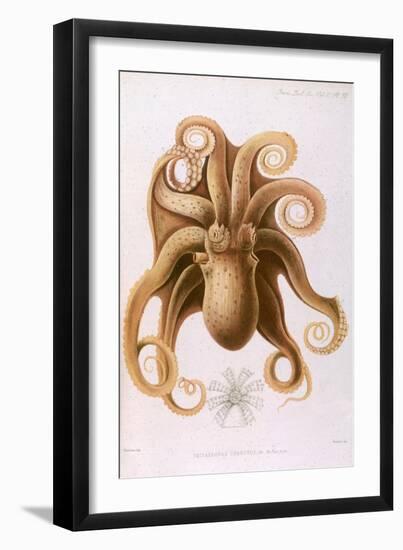 Octopus, 1885-J Erxleben-Framed Art Print