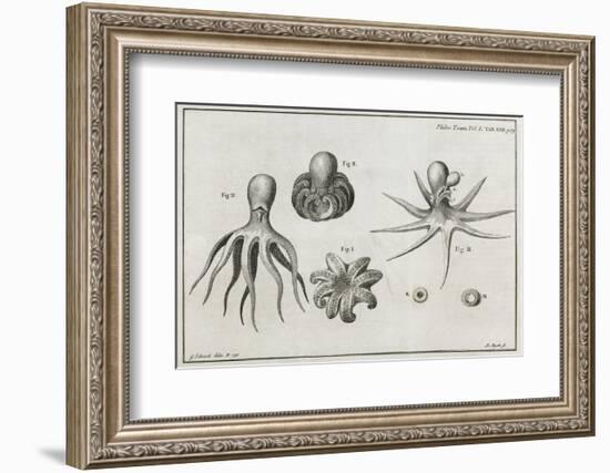 Octopus Anatomy, 18th Century-Middle Temple Library-Framed Photographic Print