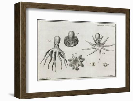 Octopus Anatomy, 18th Century-Middle Temple Library-Framed Photographic Print