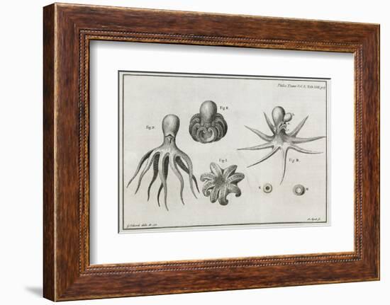 Octopus Anatomy, 18th Century-Middle Temple Library-Framed Photographic Print