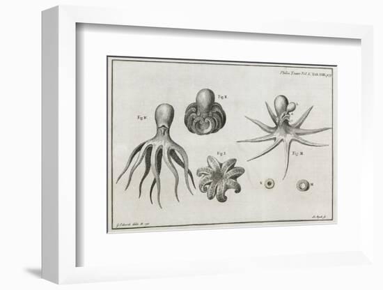 Octopus Anatomy, 18th Century-Middle Temple Library-Framed Photographic Print