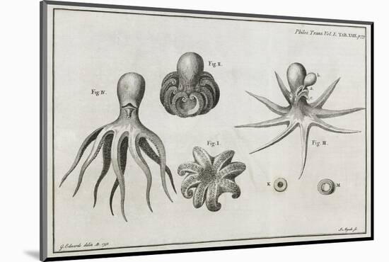 Octopus Anatomy, 18th Century-Middle Temple Library-Mounted Photographic Print