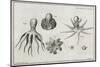 Octopus Anatomy, 18th Century-Middle Temple Library-Mounted Photographic Print