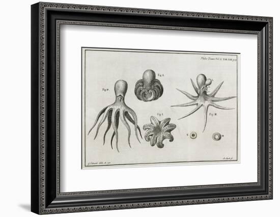 Octopus Anatomy, 18th Century-Middle Temple Library-Framed Photographic Print