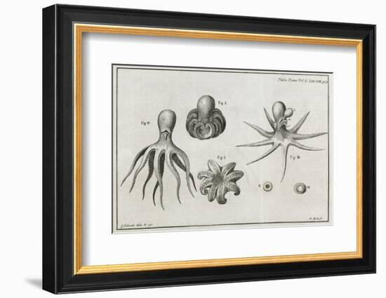 Octopus Anatomy, 18th Century-Middle Temple Library-Framed Photographic Print