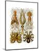 Octopus and squid-Fab Funky-Mounted Art Print