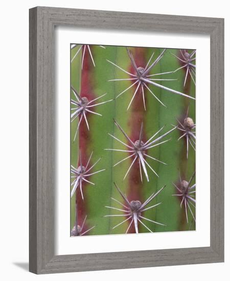 Octopus Cactus, Desert Botanical Museum, Phoenix, Arizona, USA-Rob Tilley-Framed Photographic Print