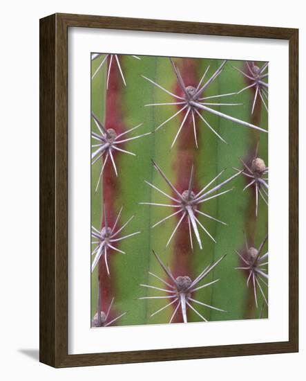 Octopus Cactus, Desert Botanical Museum, Phoenix, Arizona, USA-Rob Tilley-Framed Photographic Print