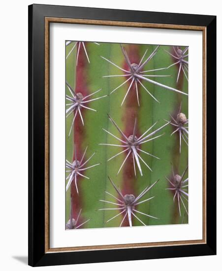 Octopus Cactus, Desert Botanical Museum, Phoenix, Arizona, USA-Rob Tilley-Framed Photographic Print