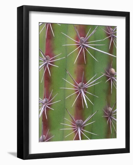 Octopus Cactus, Desert Botanical Museum, Phoenix, Arizona, USA-Rob Tilley-Framed Photographic Print