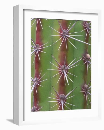 Octopus Cactus, Desert Botanical Museum, Phoenix, Arizona, USA-Rob Tilley-Framed Photographic Print