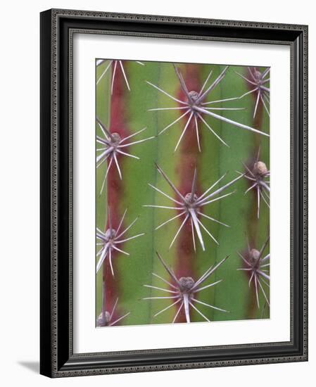 Octopus Cactus, Desert Botanical Museum, Phoenix, Arizona, USA-Rob Tilley-Framed Photographic Print