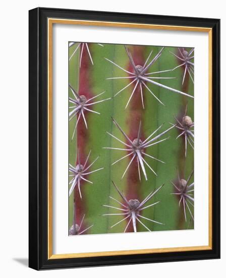 Octopus Cactus, Desert Botanical Museum, Phoenix, Arizona, USA-Rob Tilley-Framed Photographic Print