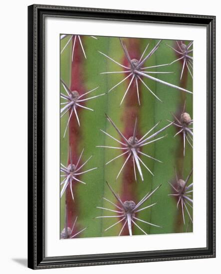 Octopus Cactus, Desert Botanical Museum, Phoenix, Arizona, USA-Rob Tilley-Framed Photographic Print