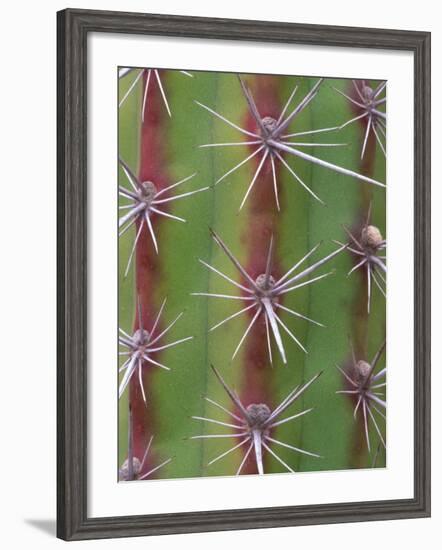 Octopus Cactus, Desert Botanical Museum, Phoenix, Arizona, USA-Rob Tilley-Framed Photographic Print