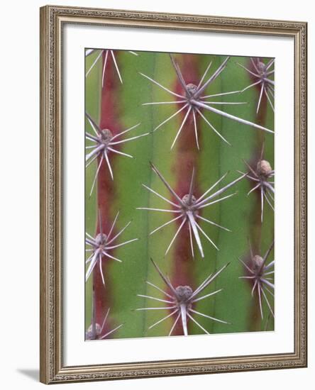 Octopus Cactus, Desert Botanical Museum, Phoenix, Arizona, USA-Rob Tilley-Framed Photographic Print