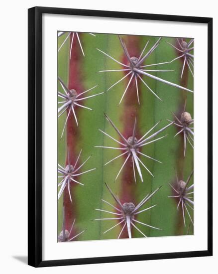 Octopus Cactus, Desert Botanical Museum, Phoenix, Arizona, USA-Rob Tilley-Framed Photographic Print