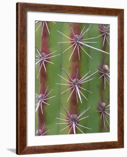 Octopus Cactus, Desert Botanical Museum, Phoenix, Arizona, USA-Rob Tilley-Framed Photographic Print