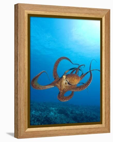 Octopus cyanea or Day Octopus-Stuart Westmorland-Framed Premier Image Canvas
