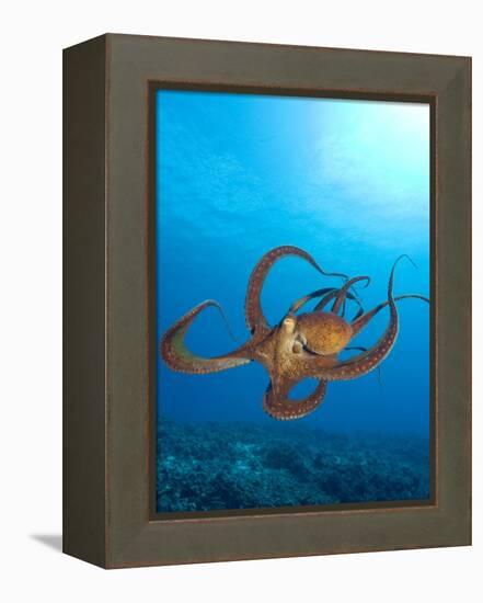 Octopus cyanea or Day Octopus-Stuart Westmorland-Framed Premier Image Canvas