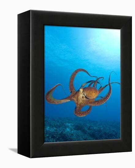 Octopus cyanea or Day Octopus-Stuart Westmorland-Framed Premier Image Canvas