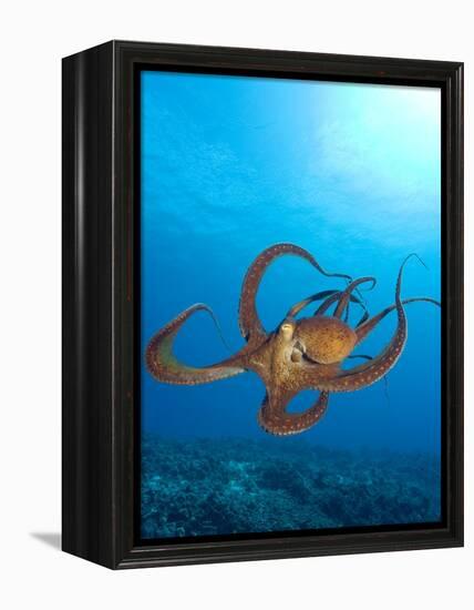 Octopus cyanea or Day Octopus-Stuart Westmorland-Framed Premier Image Canvas