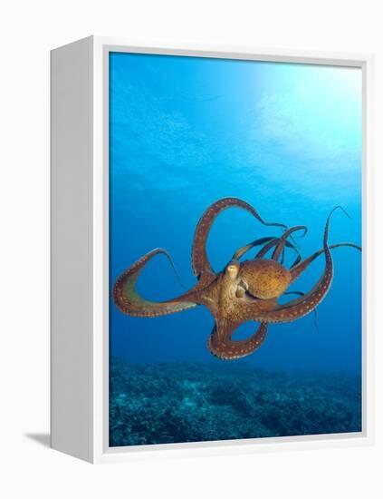 Octopus cyanea or Day Octopus-Stuart Westmorland-Framed Premier Image Canvas