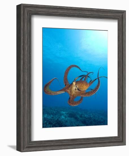 Octopus cyanea or Day Octopus-Stuart Westmorland-Framed Photographic Print