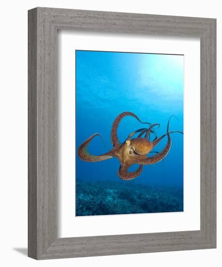 Octopus cyanea or Day Octopus-Stuart Westmorland-Framed Photographic Print