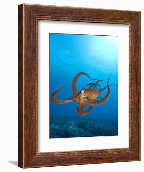 Octopus cyanea or Day Octopus-Stuart Westmorland-Framed Photographic Print