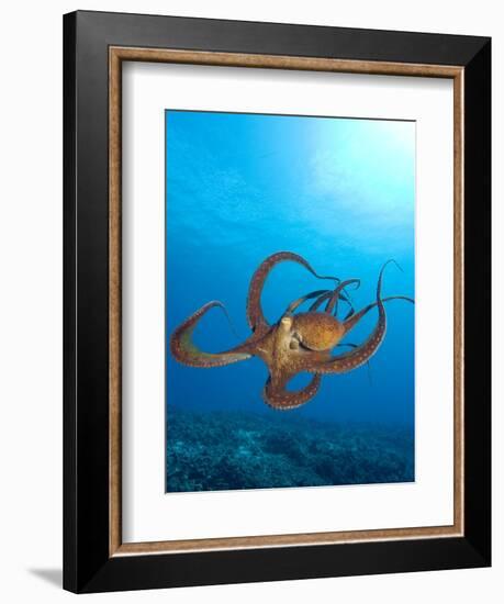 Octopus cyanea or Day Octopus-Stuart Westmorland-Framed Photographic Print