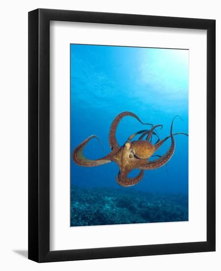 Octopus cyanea or Day Octopus-Stuart Westmorland-Framed Photographic Print